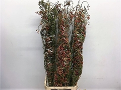Rosa Corallo 150cm