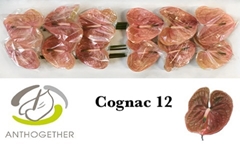 Anth A Cognac 13cm Ø