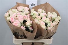 R Tr Sweet Giselle! 60cm 55+