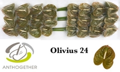 Anth A Olivius 11cm Ø