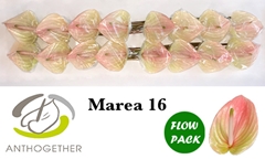 Anth Marea 11cm Ø
