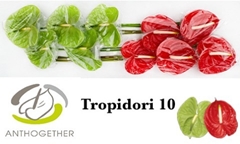 Anth A Tropidor Gem 15cm Ø