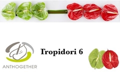 Anth A Tropidor Gem 13cm Ø
