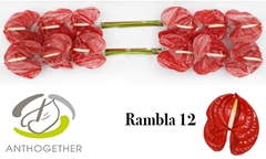 Anth A Rambla 13cm Ø