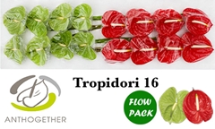 Anth A Tropidor Gem 11cm Ø