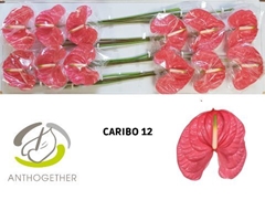 Anth A Caribo 13cm Ø