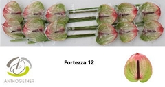 Anth A Fortezza 13cm Ø