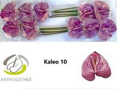 Anth A Kaleo -PK- 15cm Ø