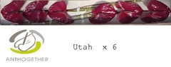 Anth A Utah -OOST- 13cm Ø