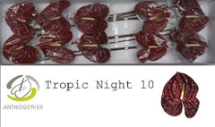 Anth A Tropic Night 15cm Ø
