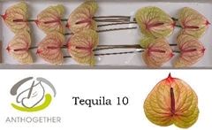 Anth A Tequila 15cm Ø