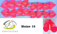 Anth A Maine 11cm Ø