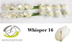 Anth A Whisper-pk- 11cm Ø