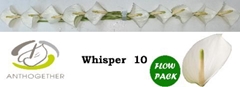 Anth A Whisper-pk- 9cm Ø