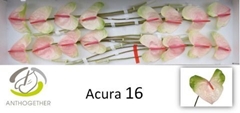 Anth A Acura 11cm Ø