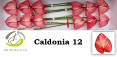 Anth A Caldonia 13cm Ø