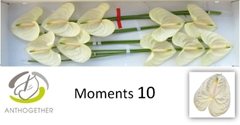 Anth A Moments 15cm Ø