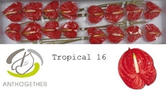 Anth A Tropical 11cm Ø