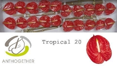 Anth A Tropical 9cm Ø
