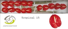 Anth A Tropical 7cm Ø
