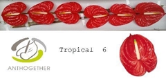 Anth A Tropical 13cm Ø