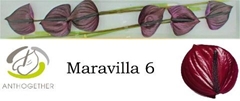 Anth A Maravilla 13cm Ø