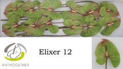Anth A Elixer 13cm Ø