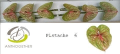 Anth A Pistache 13cm Ø