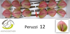 Anth A Peruzzi 13cm Ø