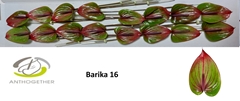Anth A Barika 11cm Ø