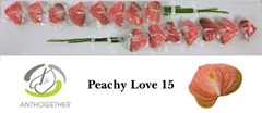 Anth A Peachy Love 7cm Ø
