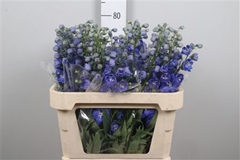 Delph El Delp Mornin 80cm 24
