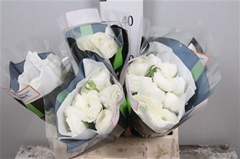 Ran Elegance White 40cm