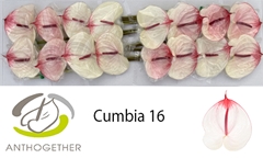 Anth A Cumbia 11cm Ø