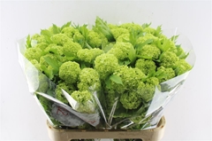 Viburnum Roseum St 60cm