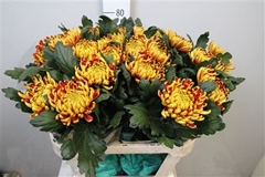 Chr G Fuego 80cm 120gram