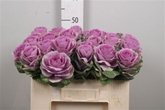 Brass Crane Pink 50cm