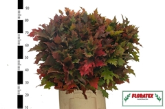 Eiken Blad Rub Herfst