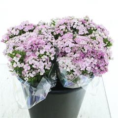 Di Barb Amazon Rose 40cm 23