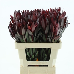 Leucad Safari Sunset 60cm