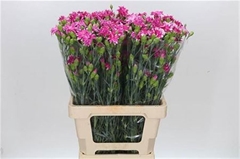 Di Star Frui Tessino 60cm 5gram 23