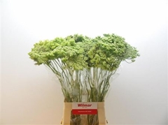 Ammi Visn Green Mist 70cm