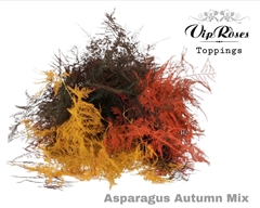 Asp Ov 1E Veren Autumn Mix