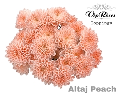 Chr T Altaj Peach