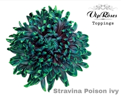Chr G Stravina Poison Ivy