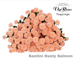 Chr S Dusty Salmon
