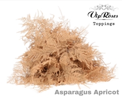 Asp Ov 1E Veren Apricot