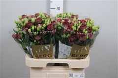 Eust G Rosan D Brown 70cm