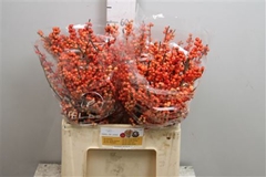Ilex Oudijks Orange 60cm