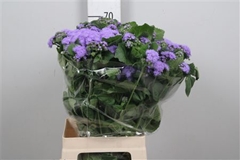 Ager H Blue Planet 70cm